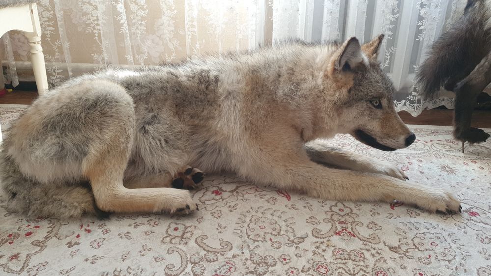 Продам Чучело волчицы