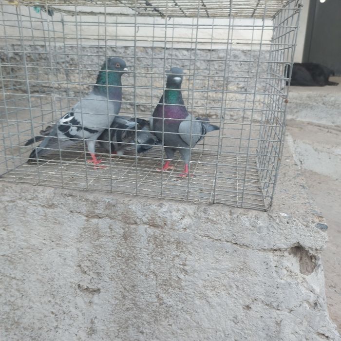 Сизи 2 чубати самец лиси самка