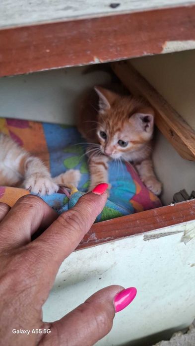 Подарявам котета