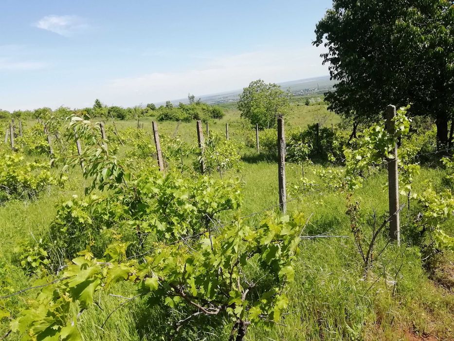 Teren Intravilan 1333m + Extravilan Total 7590m Valea Calugareasca