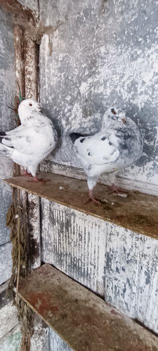 Porumbei kingi scurți