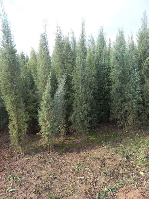 Голубой кипарис арчалари