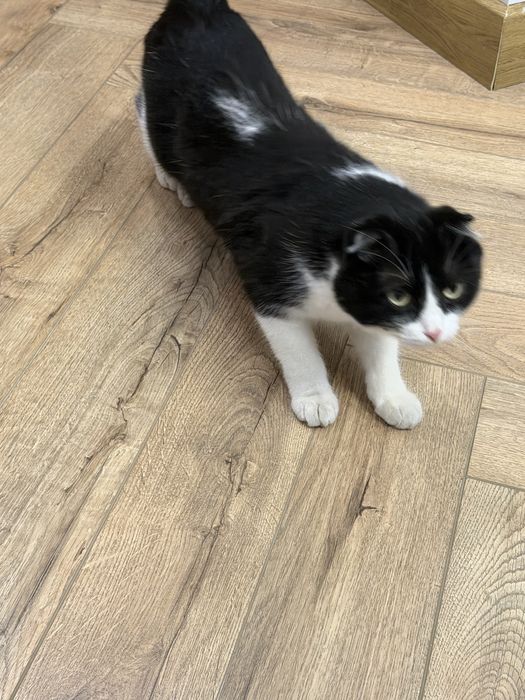 Отдам котенка  в хорошие руки