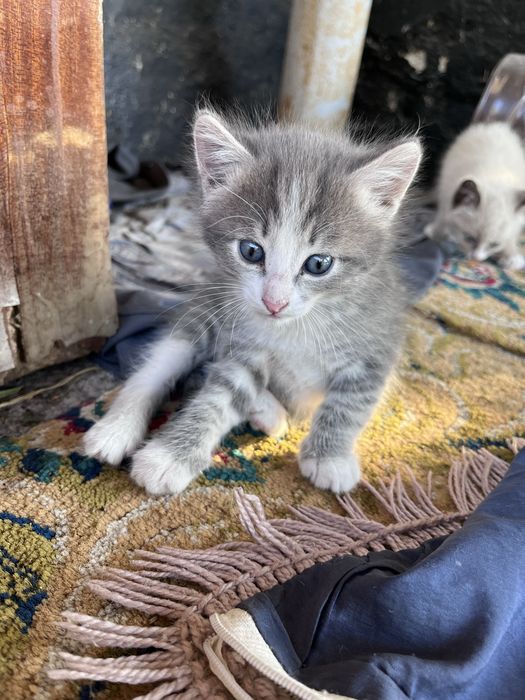 Отдам котят в добрые хорошие руки