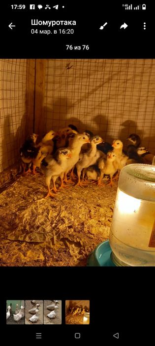 Дакан урде Жужа.