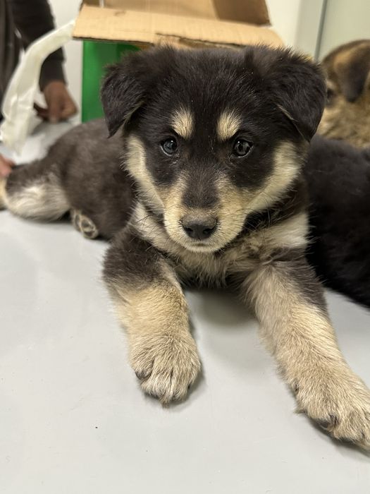 Щенята в добрые руки