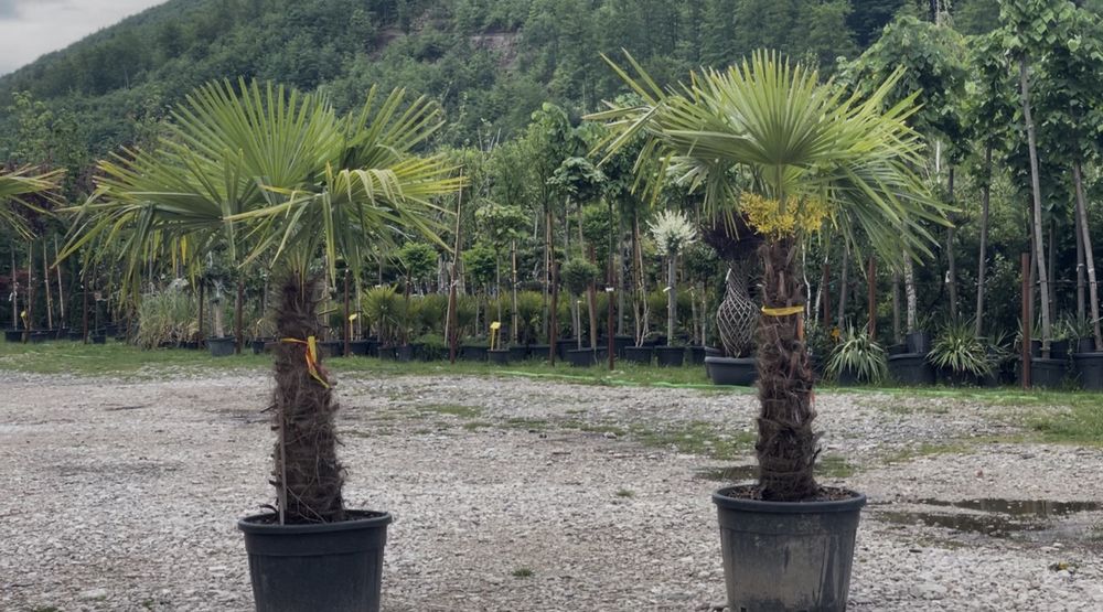 Palmieri Exotici | Trachycarpus, Washingtonia, Chamaerops