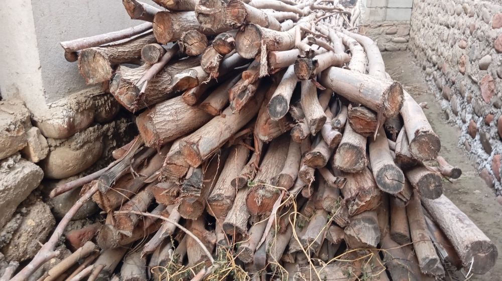 Tol tanasi bor oʻtin quruq   qishga yoqadigan