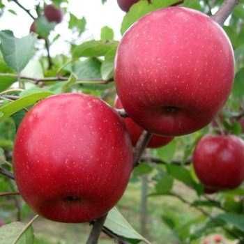 Мевали ва манзарали дарахтлар