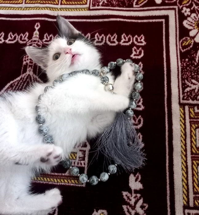 Soglom Oyinqaroq mushukcha hadyaga beriladi