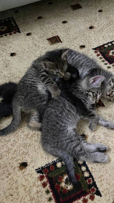 Котята (бесплатно)