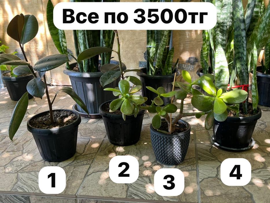 Домашние цветы.