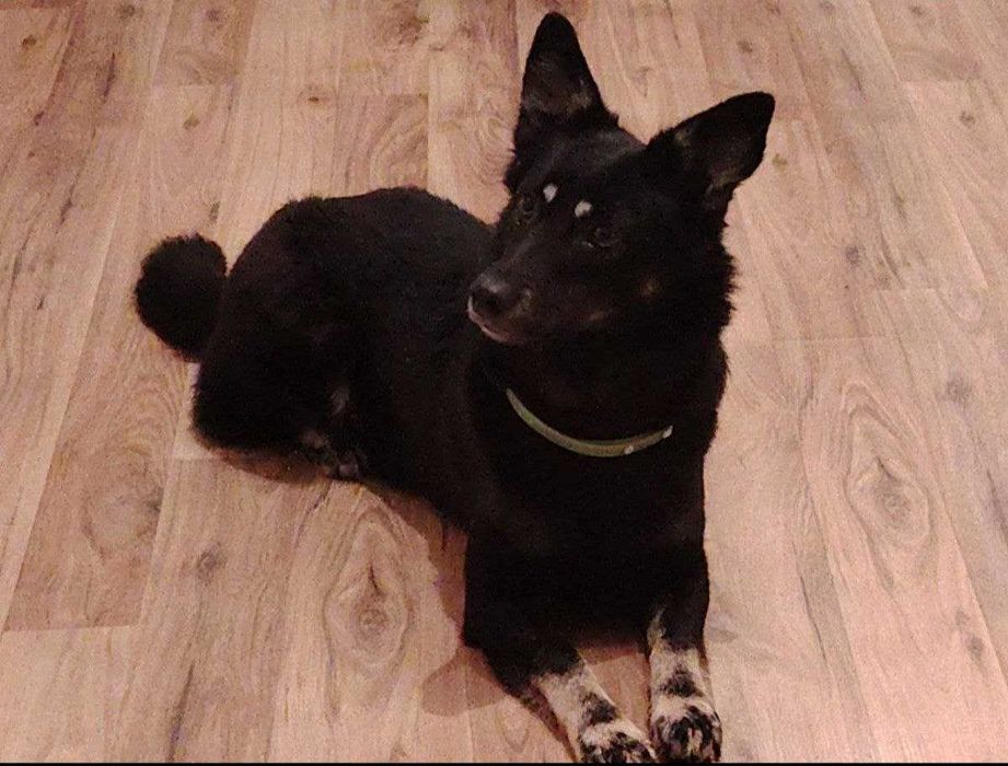 Отдам в добрые руки! Щенки средней породы / Kuchuk bor