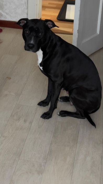 Американский питбуль-терьер