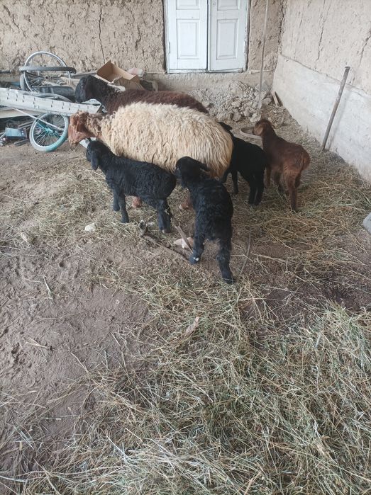 Egizchi quylar 2tugish