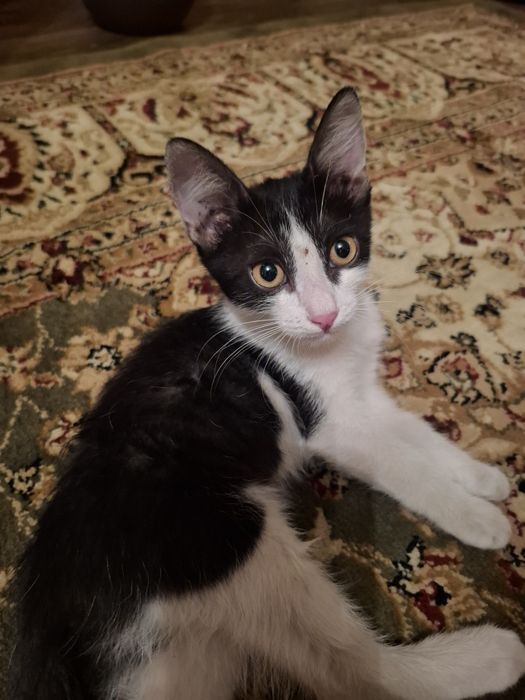 Котик в добрые руки