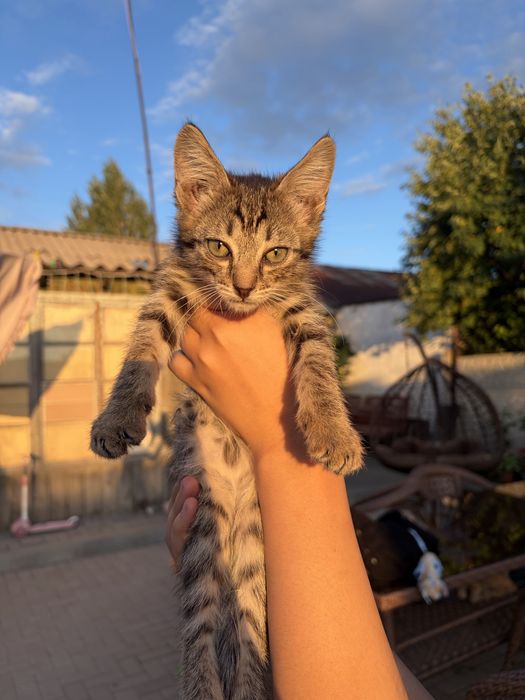Котенок мальчик бесплатно