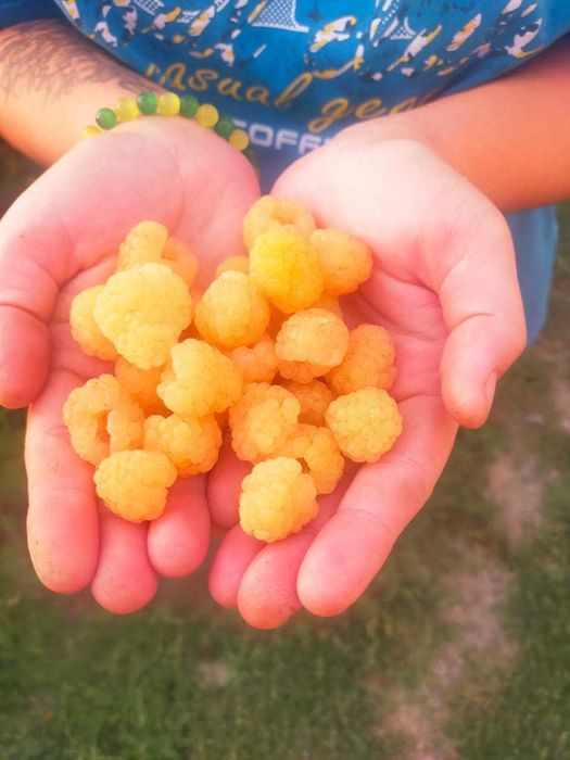 Жёлтая малина кустовая