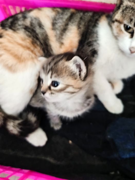 Отдам котят в добрые руки