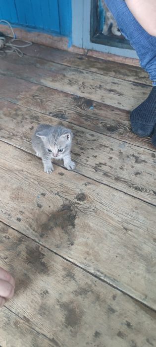 Отдам котят в добрые руки