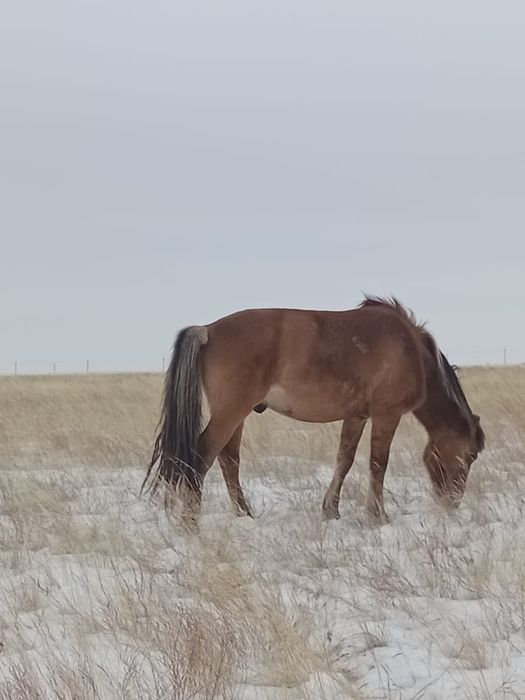 Кұла Айғыр сатылады