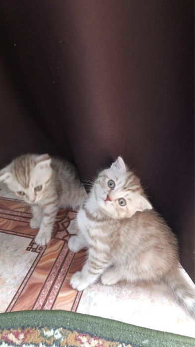 «Продаётся котёнок