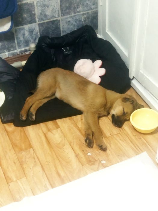 Отдается щенок, девочка