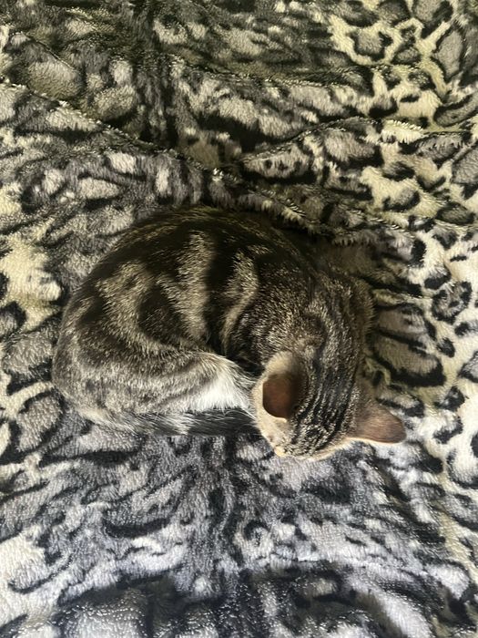 Отдам даром кошек