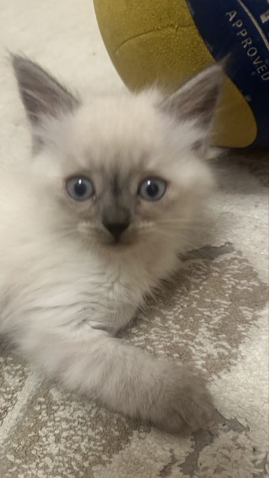 Котенок 2,5 мес. Красивый ласковый регдолл