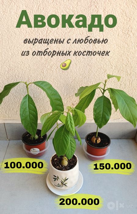 Экзотические растения в горшках: саженцы авокадо, лимон, мандарин