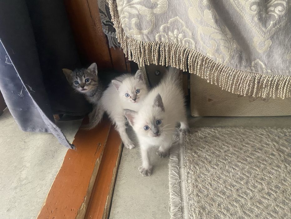 Отдам котят в хорошие руки