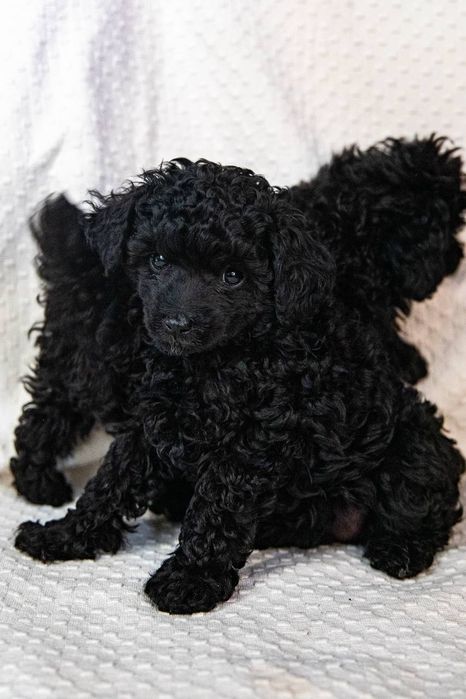 Щенки той пуделя