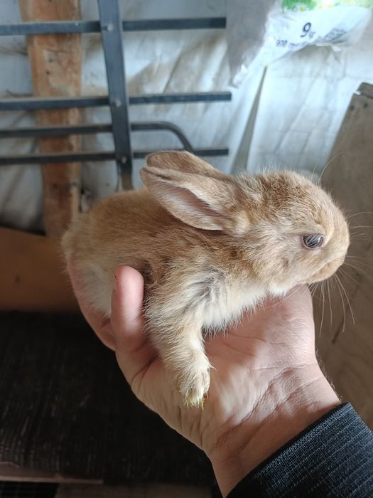 Quyon bolalari sotiladi