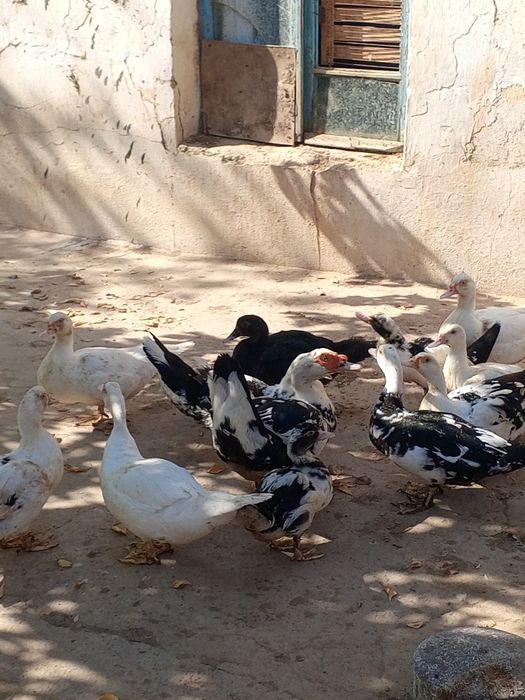 O'rdaklar sotiladi, induk o'rdak