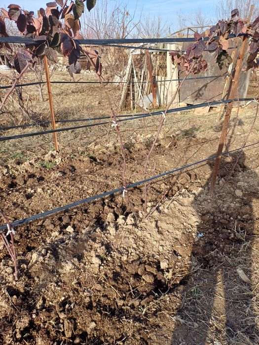 Продаю. Саженци  малины