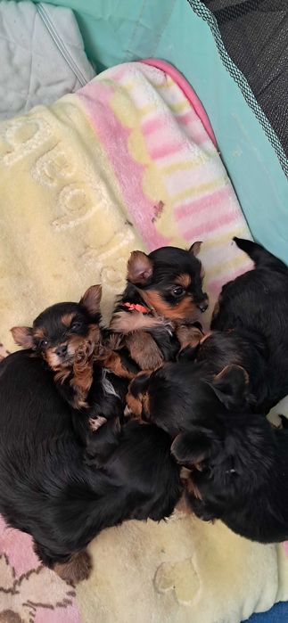 Малки бебета Йорки 800лв, 408евро