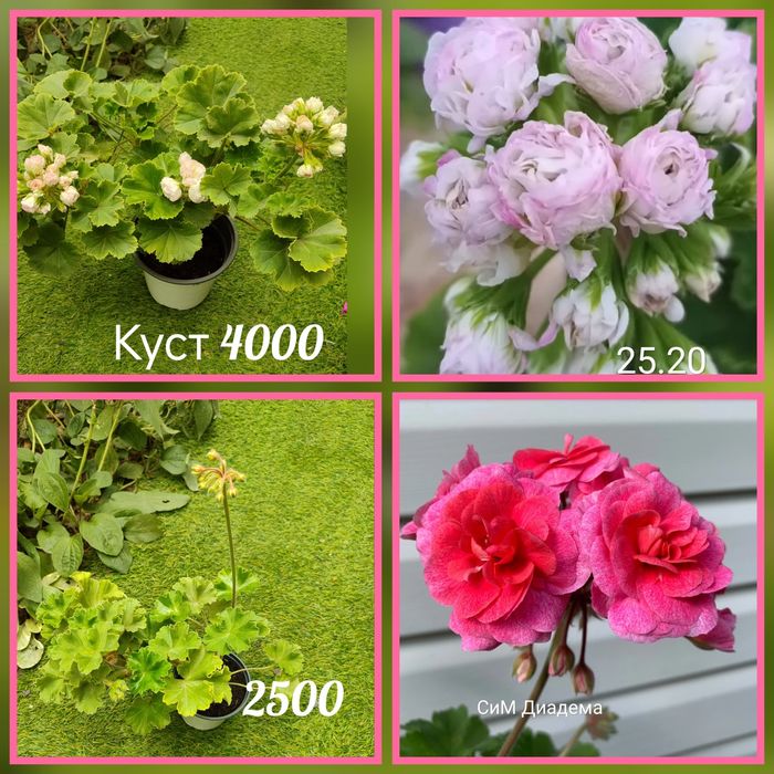 Укорененные пеларгонии