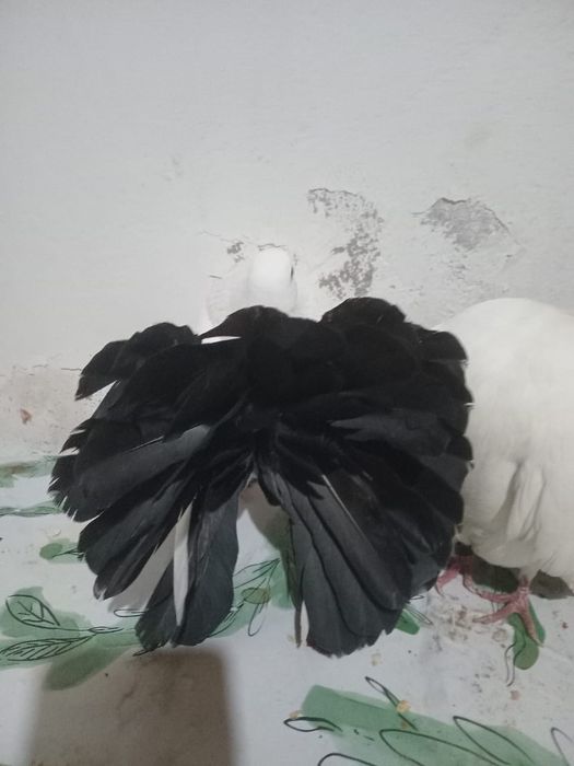 Продам чернохвостых