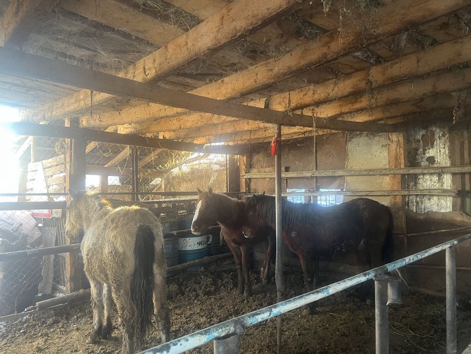 Семіз жылқылар сатылады