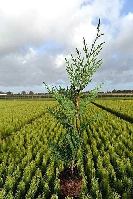 Leylandii 70cm (cel mai mic pret de pe piata)