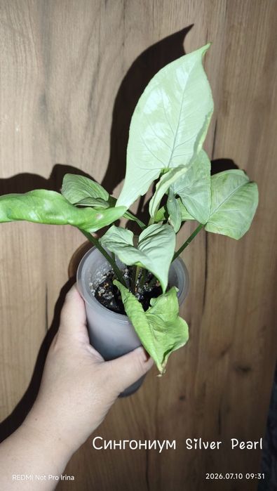 Сортовые Сингониумы продажа