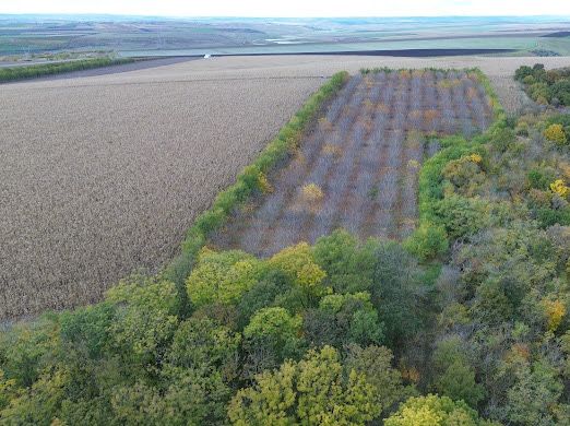 Livada de nuci pe rod