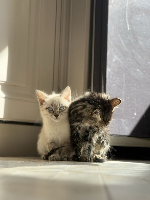 Два шестимесячные кошки