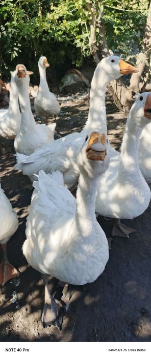 Гусята порода линда