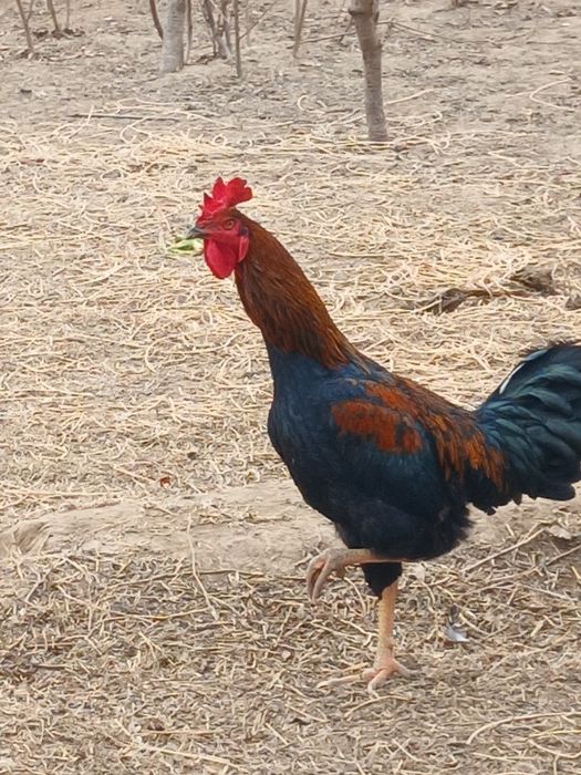 Домашний  хорозлар сотилади 300.000