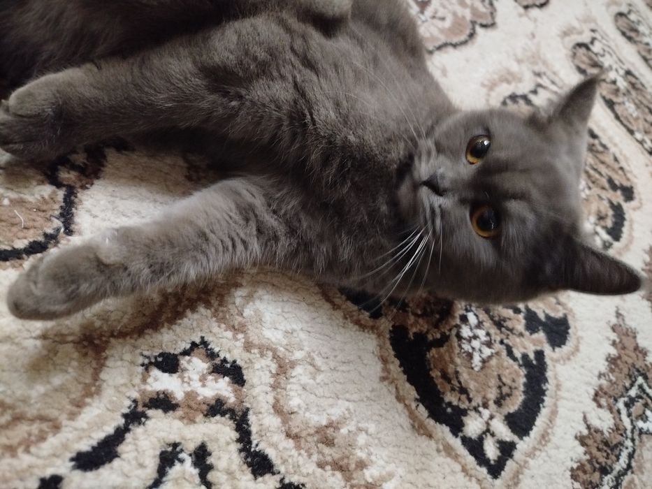 britanskiy toza qon techkasi kegan qquwgani tayyor