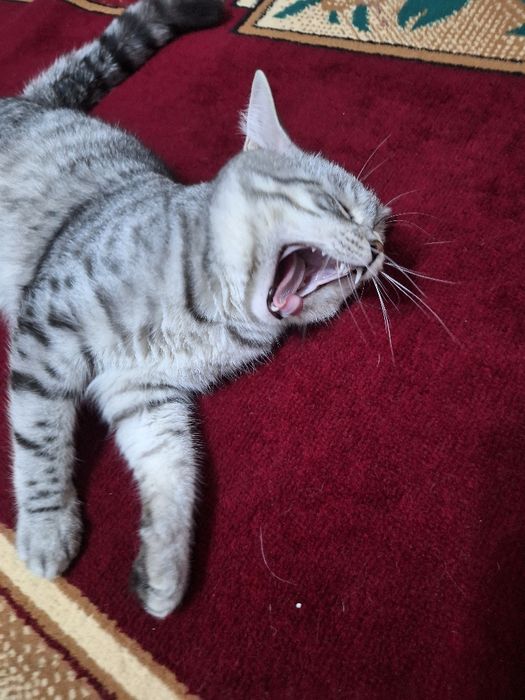 Прямоухии шотлан код.Вязка