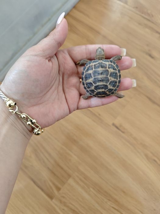 Тошбака черепашки