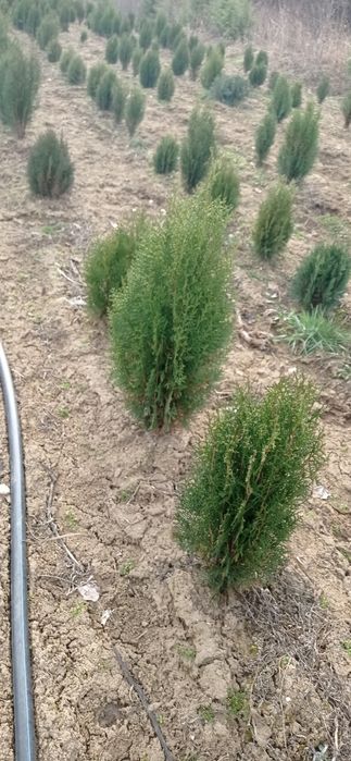 Западна туя Smaragd Пролетна промоция