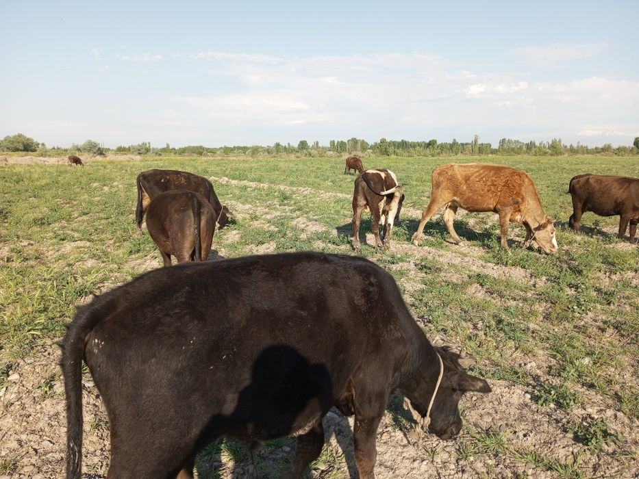 Tadbirkor akalarimiz uchun